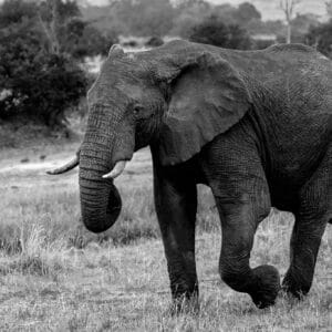 Nothing compares to seeing the majesty and size of an elephant up close. Maybe that clouds my judgement when chosing images for my portfolio. It is always possible that the image means more to me than to those who buy it. However I still love the power and strength of this massive creature.