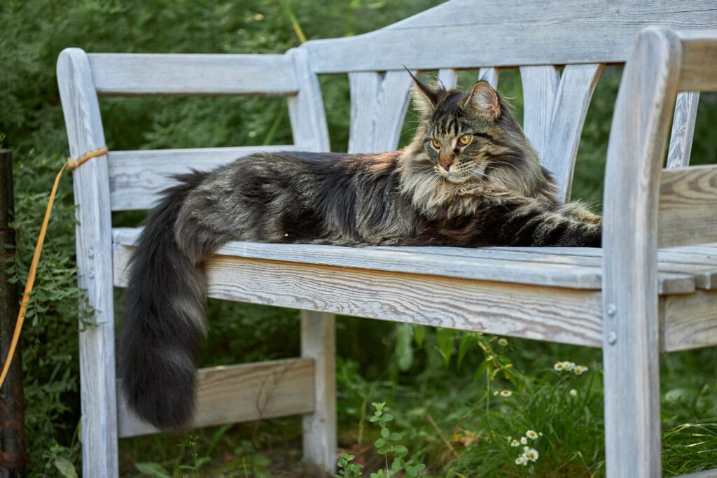 This big noble Maine coon cat lies impressively on bench in its garden.