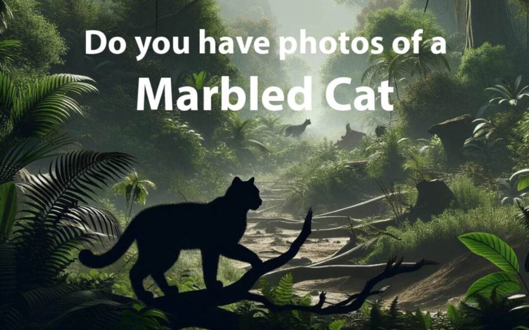 Marbled Cat