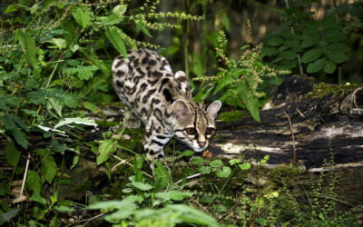 Margay