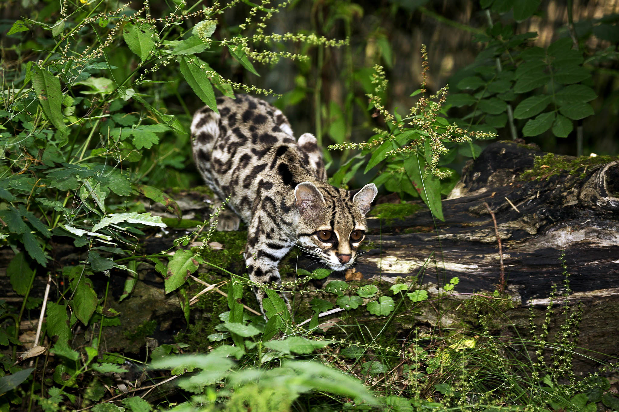 Margay | Leopardus wiedii | Chasing Wildlife