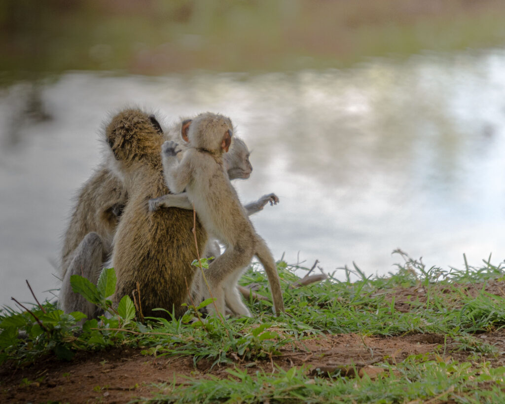 Like all primates the Vervet Monkey is a social creature and a bit of family playtime before bed is perfectly normal. in the soft golden afternoon light, this family came down from the trees to gather in the open and spend time together.