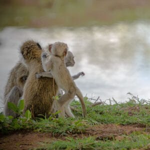 Like all primates the Vervet Monkey is a social creature and a bit of family playtime before bed is perfectly normal. in the soft golden afternoon light, this family came down from the trees to gather in the open and spend time together.