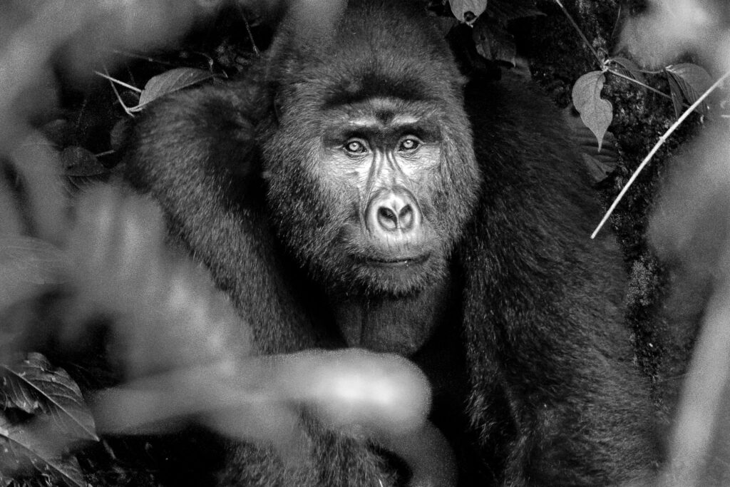 It is probably scary for most people when a 120 kg Gorilla charges at you. However for those who have a guide with them it is doubly scary as those guides insist on standing their ground. And since we had the cameras and were standing in front our guides put their hands on our shoulders to make sure we didn't move. This adolescent was just trying to show off though, like any human of an equivalent age. Then he sat back in the bamboo bushes for a nice portrait.