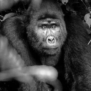It is probably scary for most people when a 120 kg Gorilla charges at you. However for those who have a guide with them it is doubly scary as those guides insist on standing their ground. And since we had the cameras and were standing in front our guides put their hands on our shoulders to make sure we didn't move. This adolescent was just trying to show off though, like any human of an equivalent age. Then he sat back in the bamboo bushes for a nice portrait.