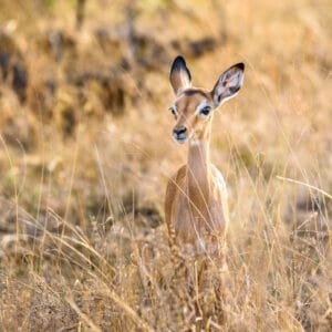 A lot of prey animals give birth at the end of November in the Kruger, just in time for the wet season when lush grasses can help them grow quickly. It makes for a great time to visit as there are many cute creatures around and also plenty of prey to tempt the iconic predators of the savannah.
