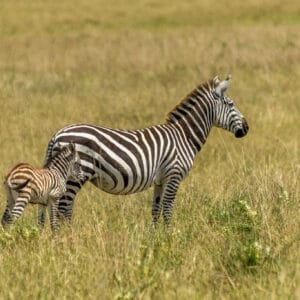 The plains zebra is a bit like tourists in Europe. When you want to take a landscape shot of the typical savannah view, they just get in the way. At least in St Mark's Square getting up early gets you a nice clean view. The zebras are up and about straight after sunrise.