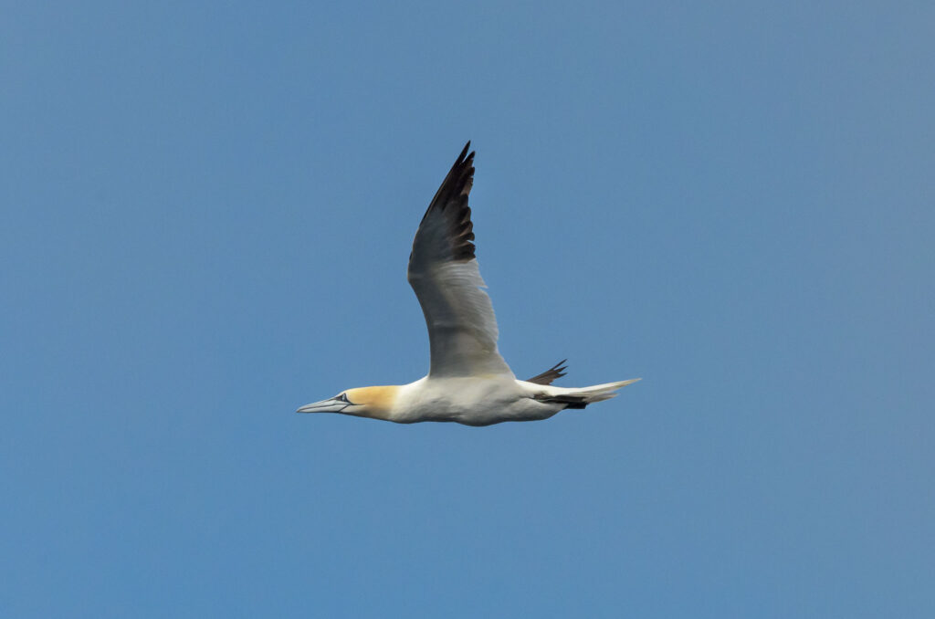 Gannets are the most beautiful birds on the planet. End of story. Some day I need to get to a breeding colony to see and photograph their 'dance'.
