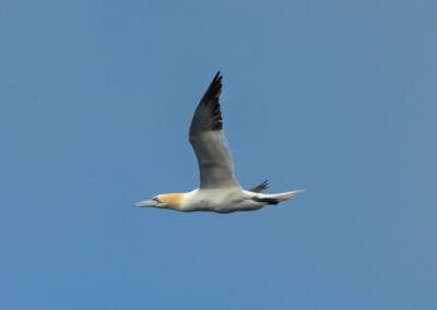 European Birds