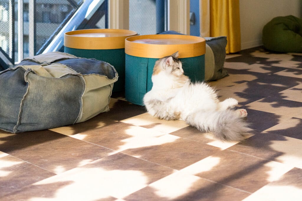 A Norwegian Forest Cat (Felis catus) enjoying the warmth of the sun at home. Domestic cats have been selectively bred to exhibit a wide array of coat colors and patterns not typically seen in their wild counterparts.