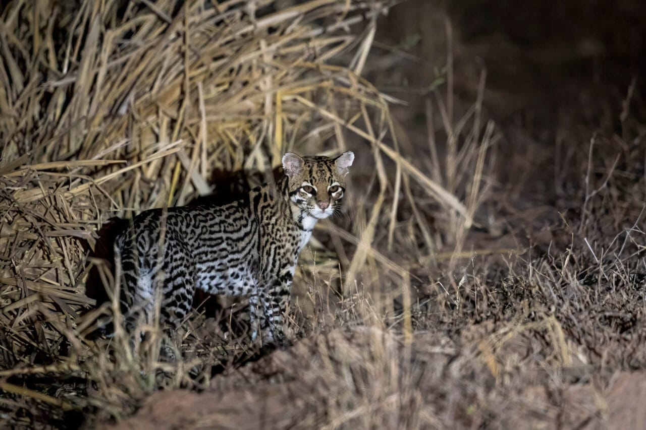 Ocelots Leopard Ocelot | Leopardus pardalis | Chasing Wildlife