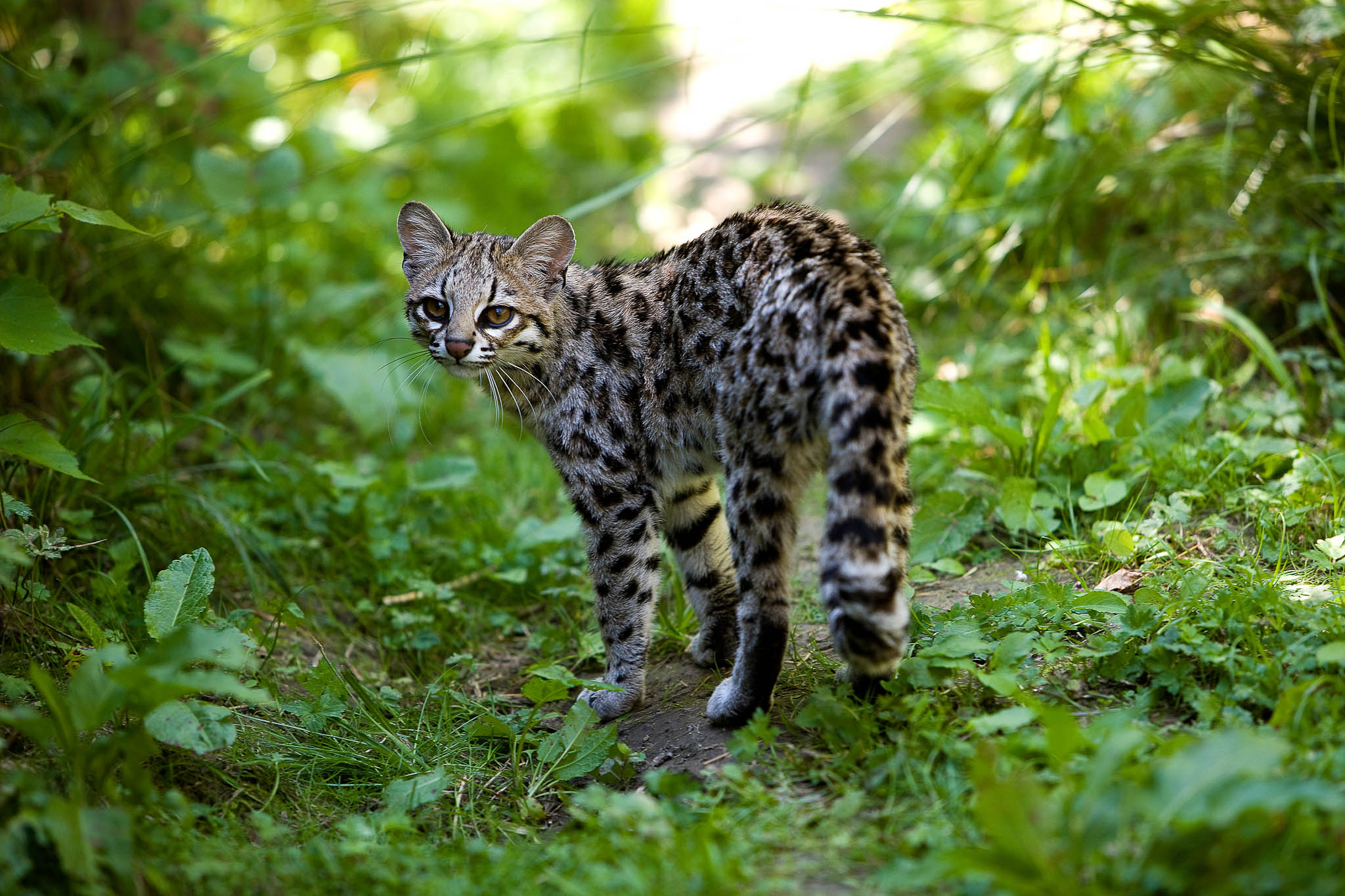 The Rusty Spotted Cat - the world's smallest cat