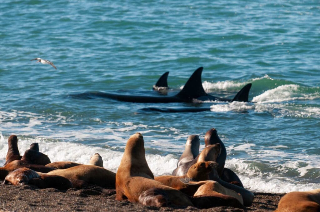 Seeing a Killer Whale hunting sea lions on the beach onPeninsula Valdes is not so common. However it is still the only place you might see it.