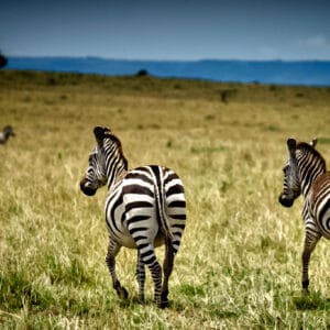 The plains zebra is a bit like tourists in Europe. When you want to take a landscape shot of the typical savannah view, they just get in the way. At least in St Mark's Square getting up early gets you a nice clean view. The zebras are up and about straight after sunrise. This is one of my first attempts to make art from my photos, using photoshop to add a more 'traditional' look.