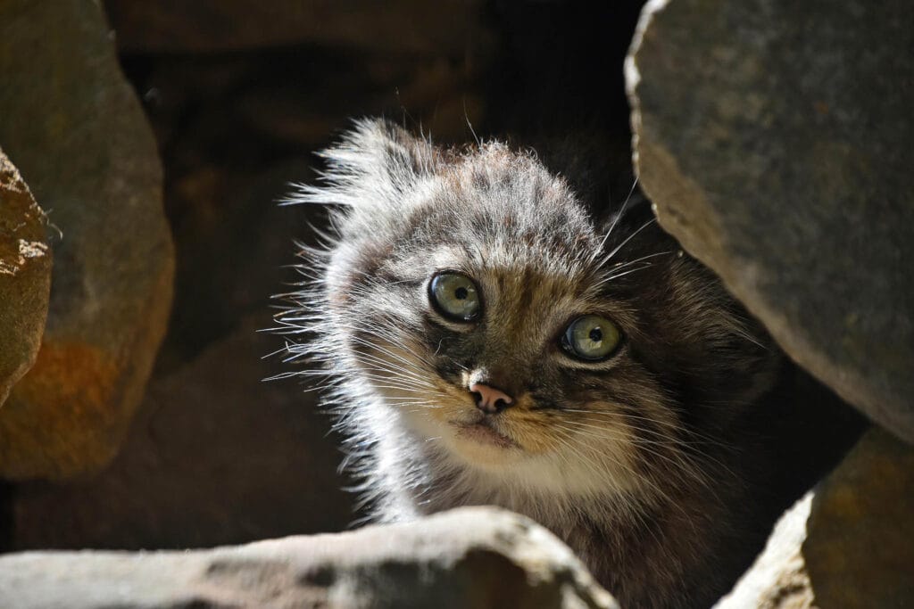 Pallas' Cat (Otocolobus manul) is at home in Mongolia and China. Eastern Mongolia is one of the best places to see them in the wild. It tends to seek refuge under rocks.