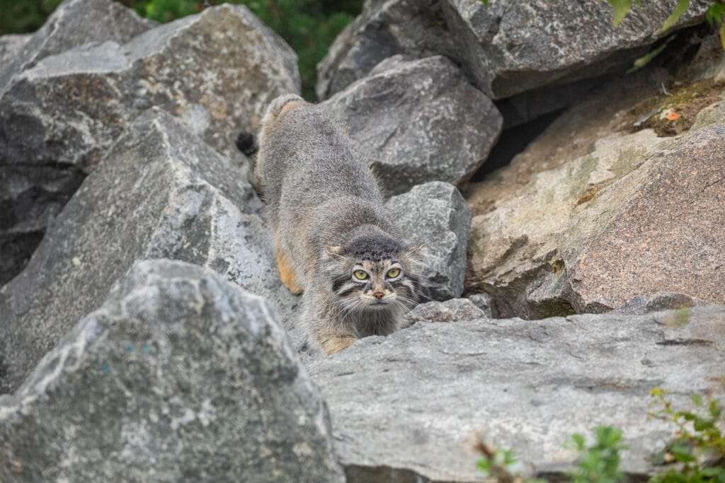 Pallas's cat (Otocolobus manul) lives in the harsh rocky and dry steppe areas of Mongolia and central Asia. The grey fur and low stature helps blend into a landscape with minimal vegetation.