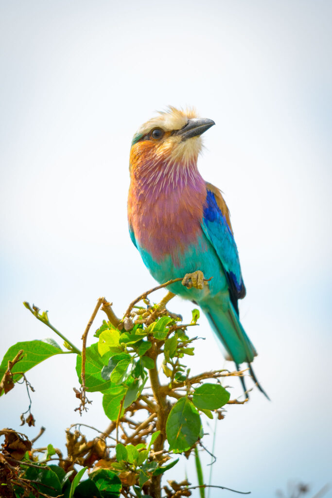 The lilac-breasted roller is one of Africa's iconic birds. It is visible all over when you are on safari. However being such quick fliers and graceful movers, getting a good image is rather difficult sometimes.