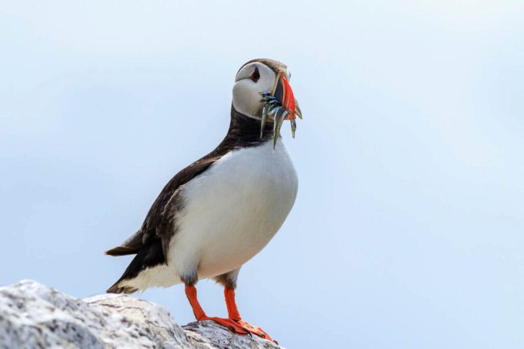 Sand eels are the preferred foods of the Atlantic puffin (Fratercula arctica). Quite often, they take a full mouthful so they can bring some back to their young chicks on the nest.