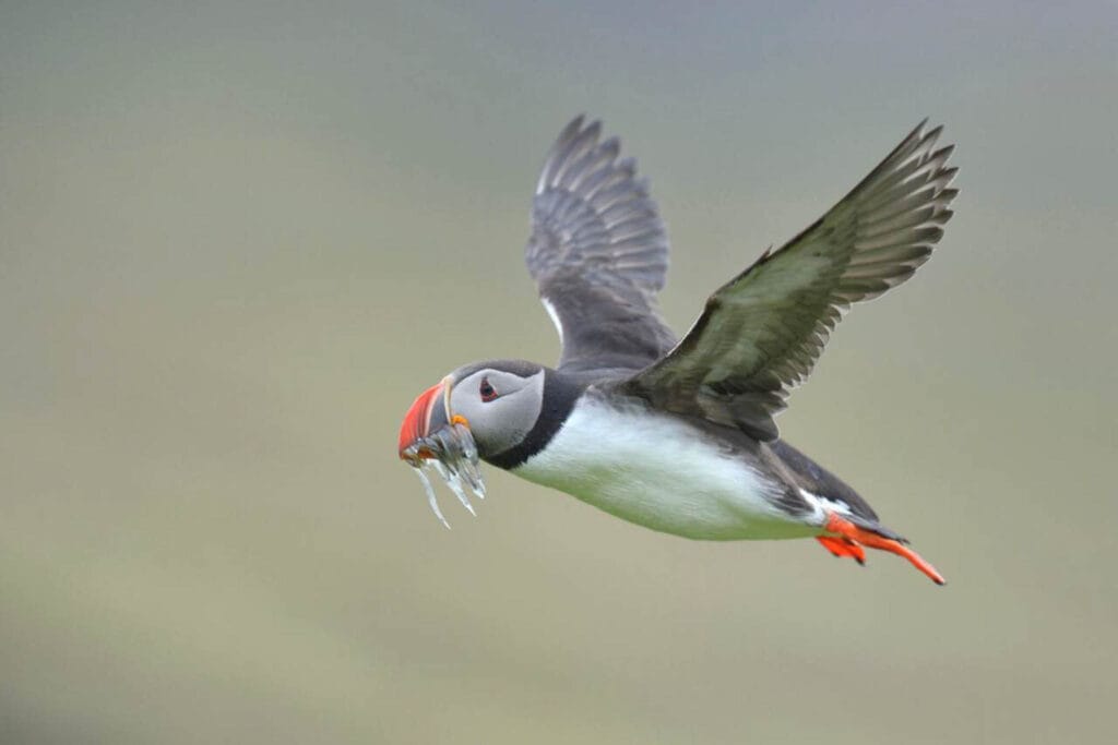 Puffin (Fratercula arctica), flying with fish in its beak, Borgarfjördur, Iceland