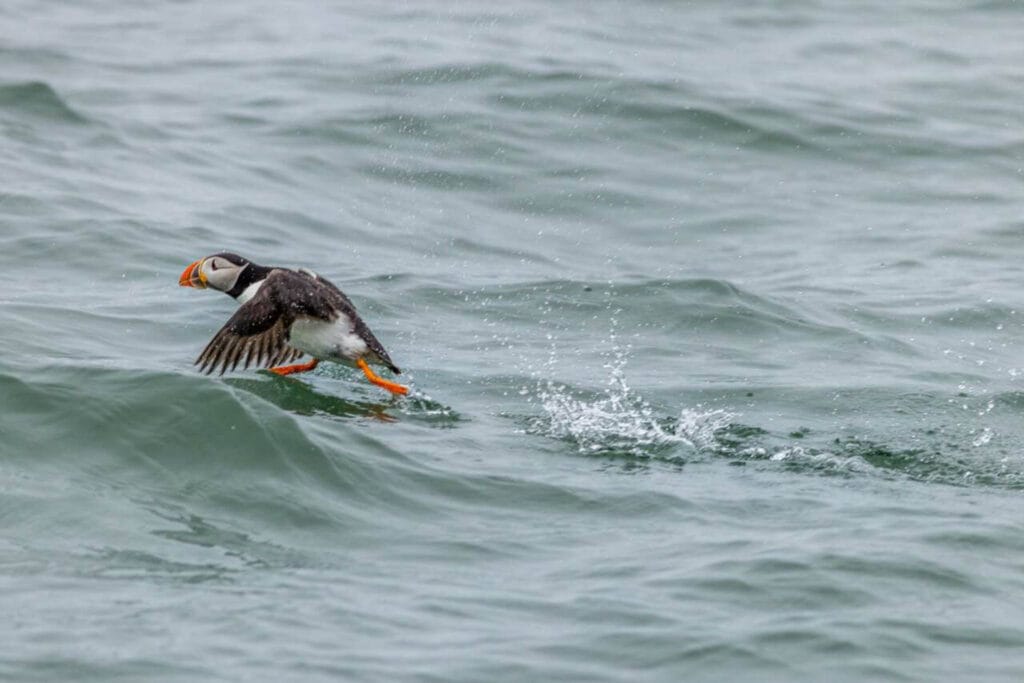 Puffin (Fratercula arctica) running on water, or to be more precise taking flight after sitting on the waters surface. It does look like it is walking across the surface of the water though.