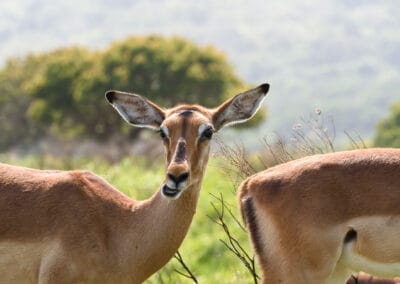 South Africa