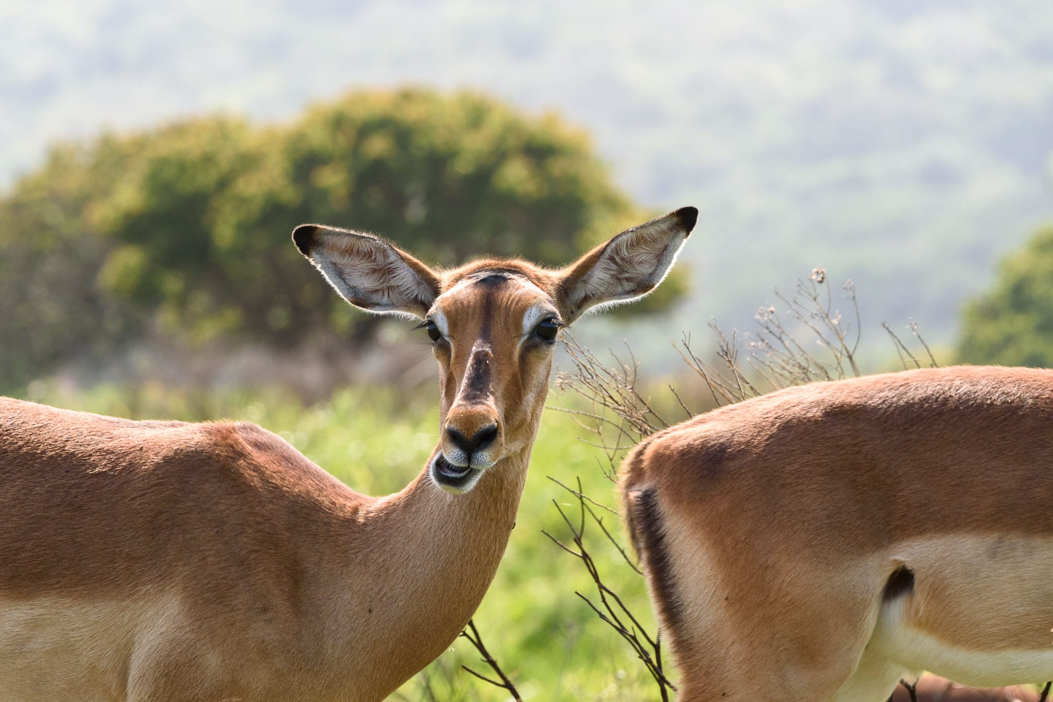 I am not sure whether this has huge artistic merit but it certainly does have comedic value. I just wonder what this impala is chewing on.