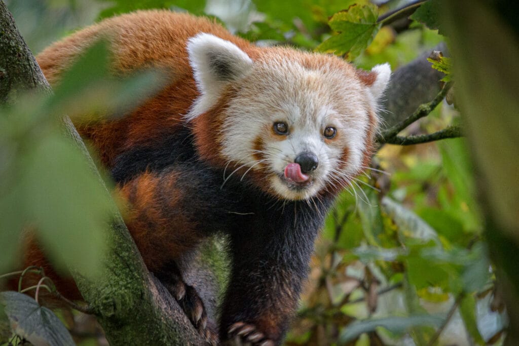 A lot of people ask me where my logo came from. Quite simply it is a tracing of this beautiful creature. This new mother is one of the breeding pandas at Fota Wildlife Park in Cork where I was practicing my focussing techniques on animals hiding in trees.