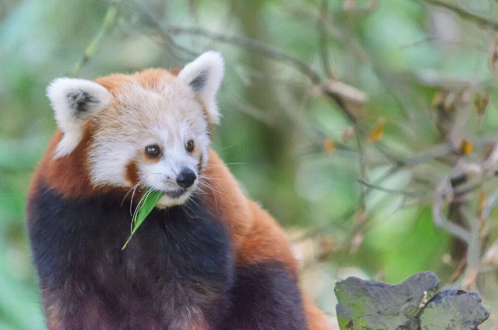 A lot of people ask me where my logo came from. Quite simply it is a tracing of this beautiful creature. This new mother is one of the breeding pandas at Fota Wildlife Park in Cork where I was practicing my focussing techniques on animals hiding in trees.