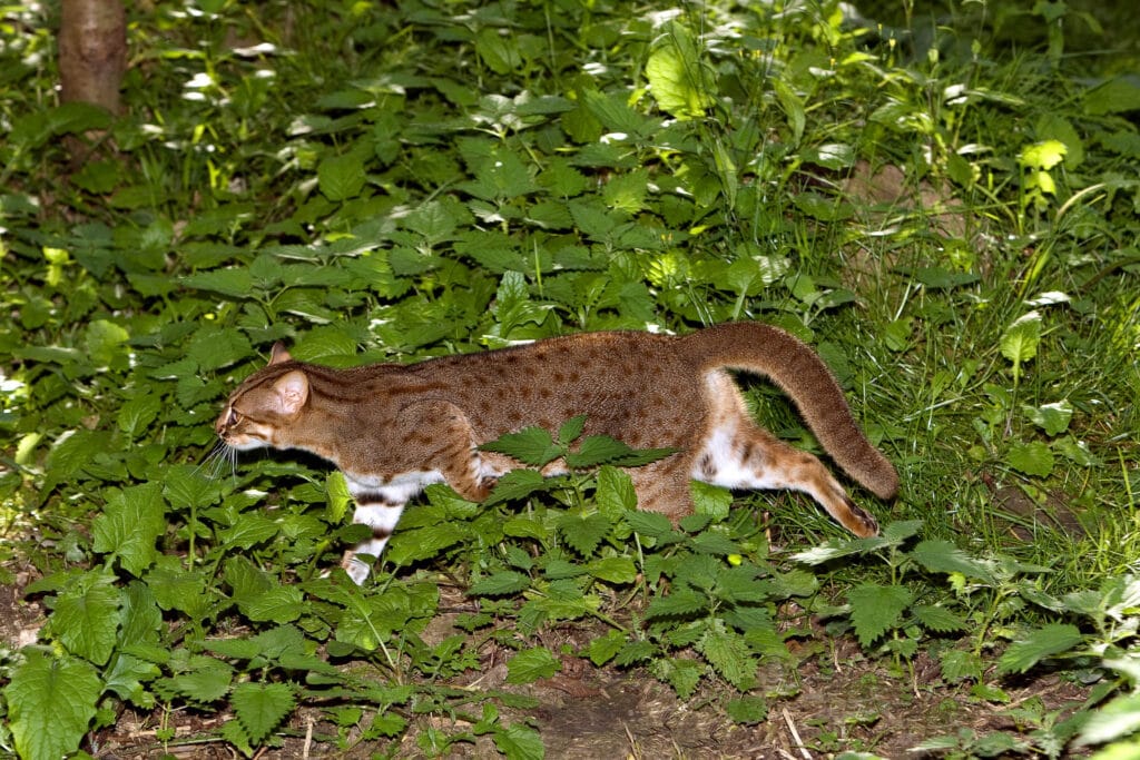 The Rusty-Spotted Cat (Prionailurus rubiginosus) gracefully moves through lush foliage, offering a rare glimpse into the secretive world of this diminutive wild cat species.