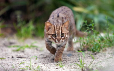 Rusty-Spotted Cat