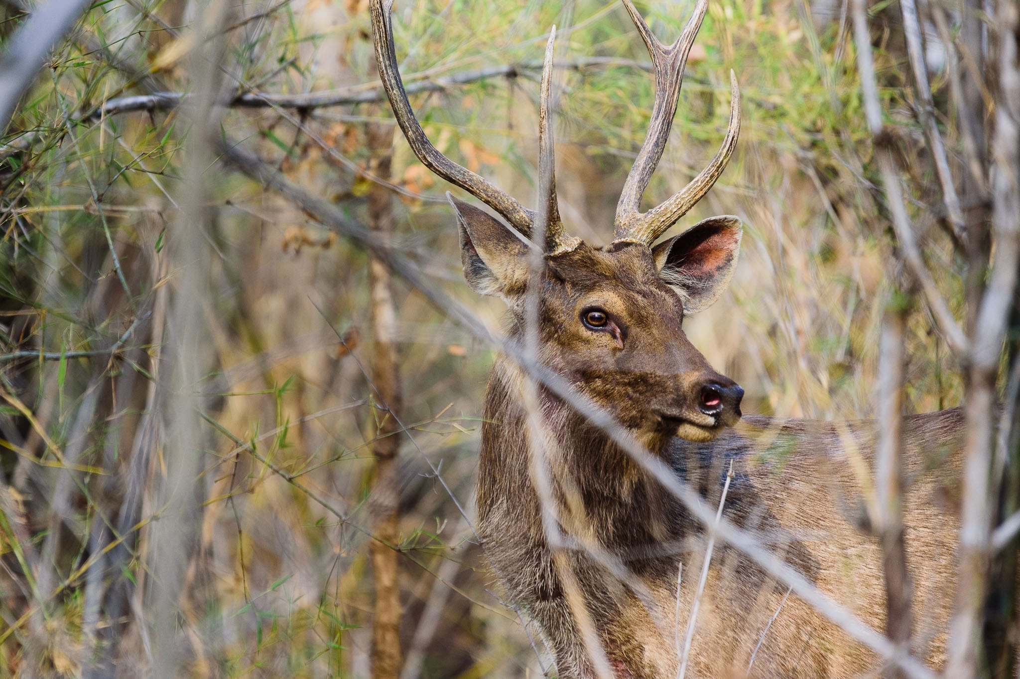 Sambar Deer are so much easier to find that the tigers that prey on them. While the goal of a tiger safari might be to see the big cat, there is a lot of excitement in finding one of its prey animals. It reminds you that there could be a tiger waiting in the undergrowth ready to pounce.
