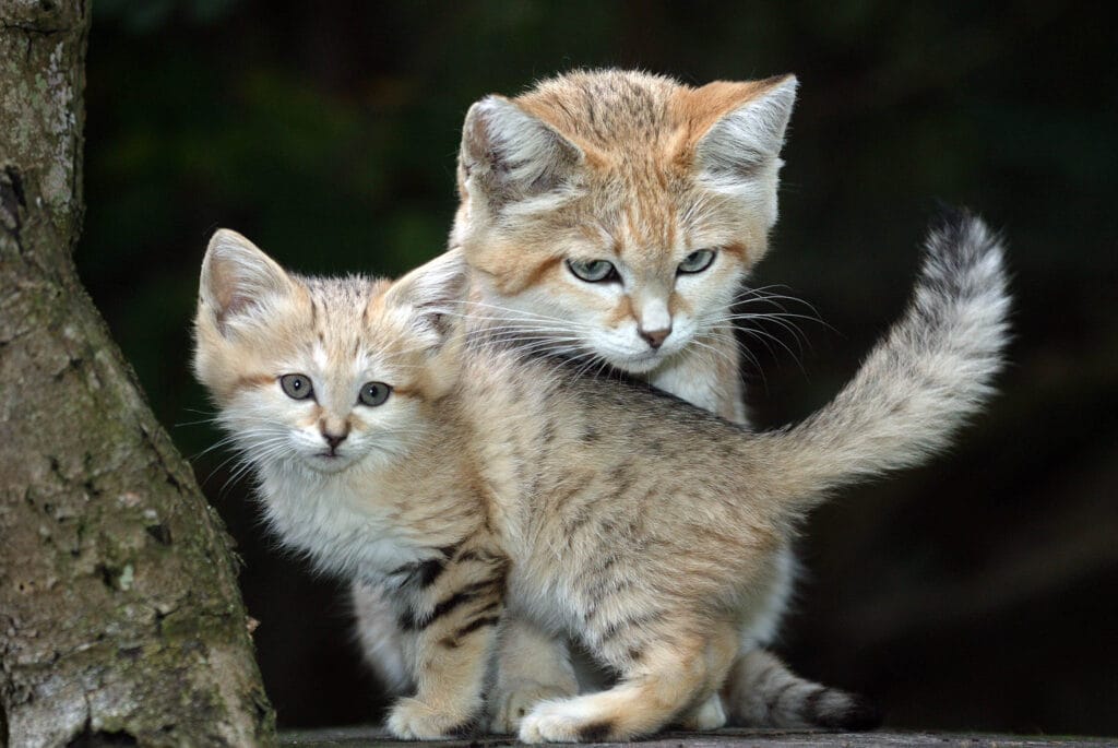 This tender moment Sand Cat (Felis margarita) mother attentively cares for her adorable kitten.