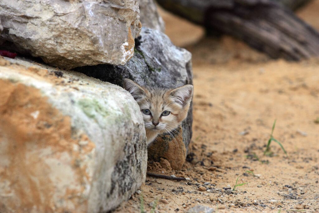 Sand Cat (Felis margarita) cautiously emerges from its hiding spot amidst a cluster of stones, showing its elusive nature and adaptation to desert environments.