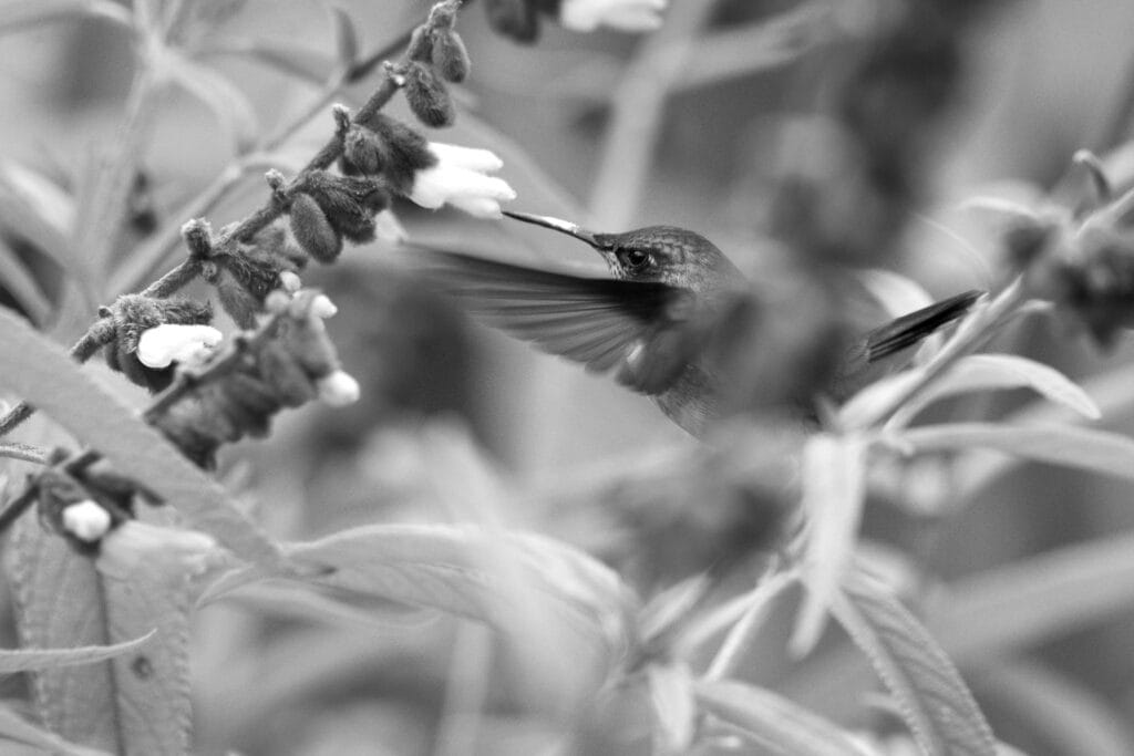 What better reason to go to a cloud forest than to try and get a photo of a hummingbird. This guy was more tricky than most as he didn't hover very long.