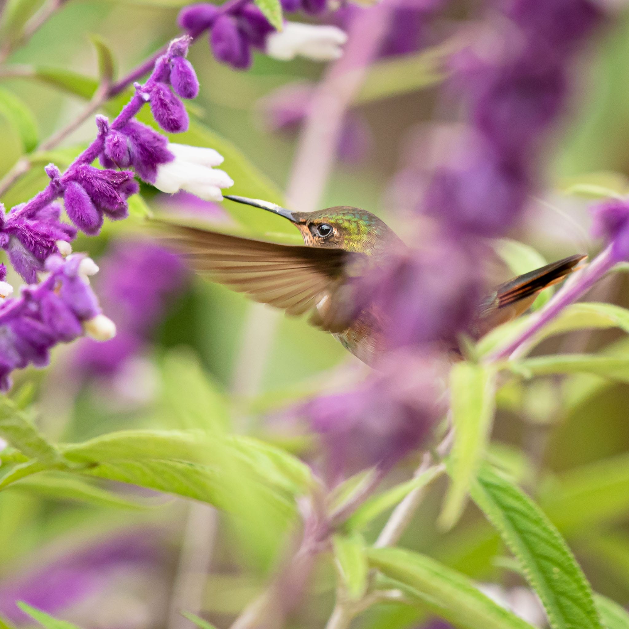 What better reason to go to a cloud forest than to try and get a photo of a hummingbird. This guy was more tricky than most as he didn't hover very long.