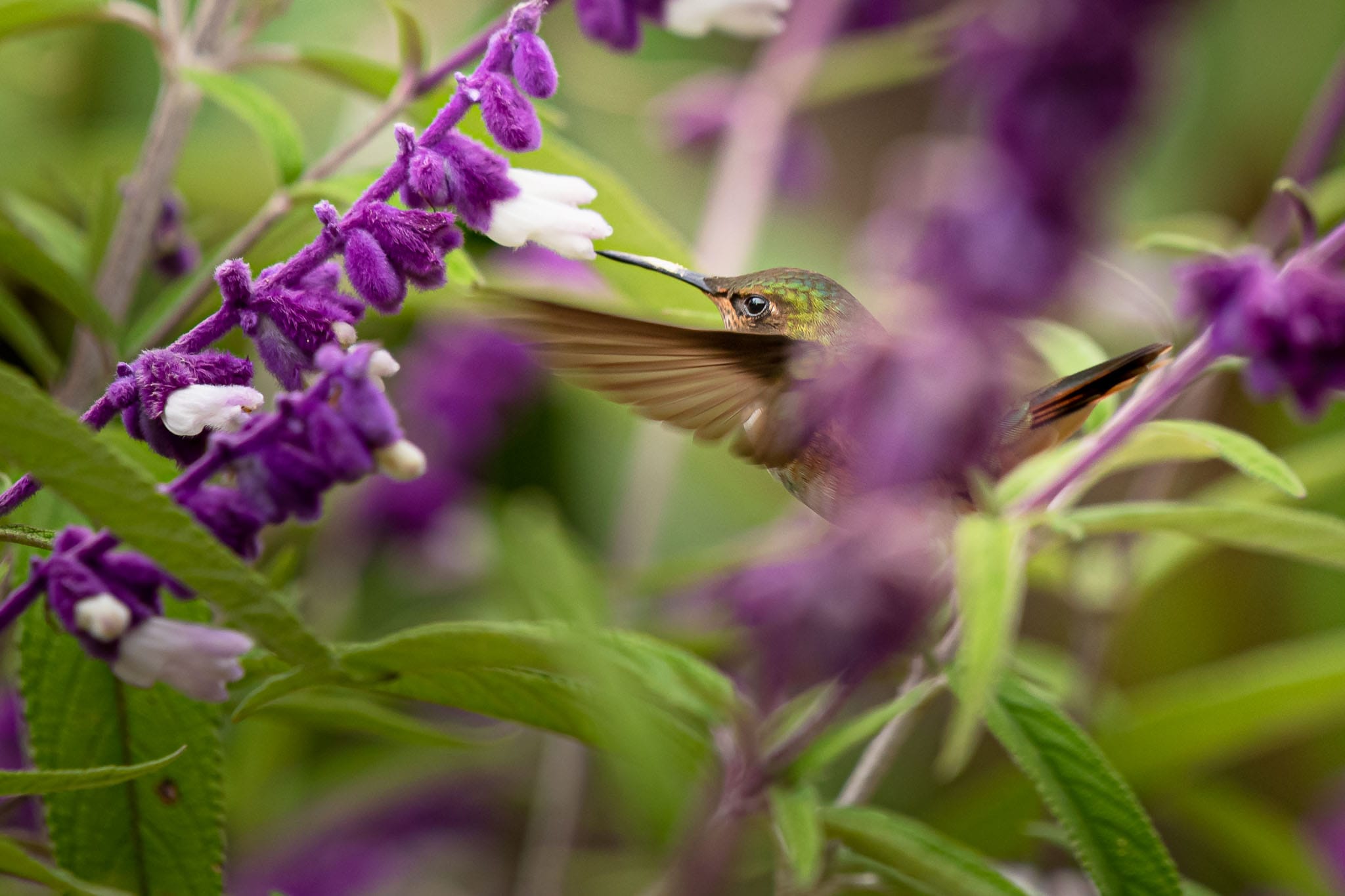 Getting hummingbirds feeding is relatively easy as they hover nicely. There speed is phenomenal as they intake a lot of sugar but while feeding they do slow down long enough to grab a shot, though not often in places it is easy to focus on them.