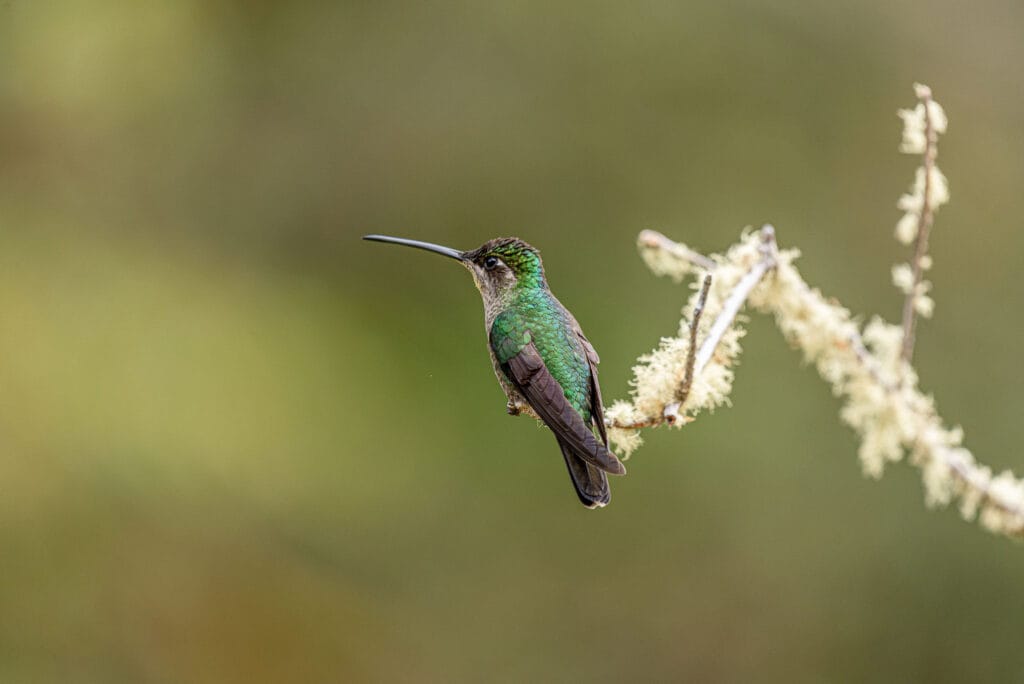 I was hoping for a photo or two of a hummingbird before going to Costa Rica. Just because the photos look effortlessly good. However I got so many that I now know they take no effort at all.