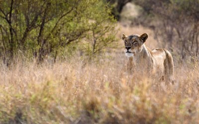 Lion Photography