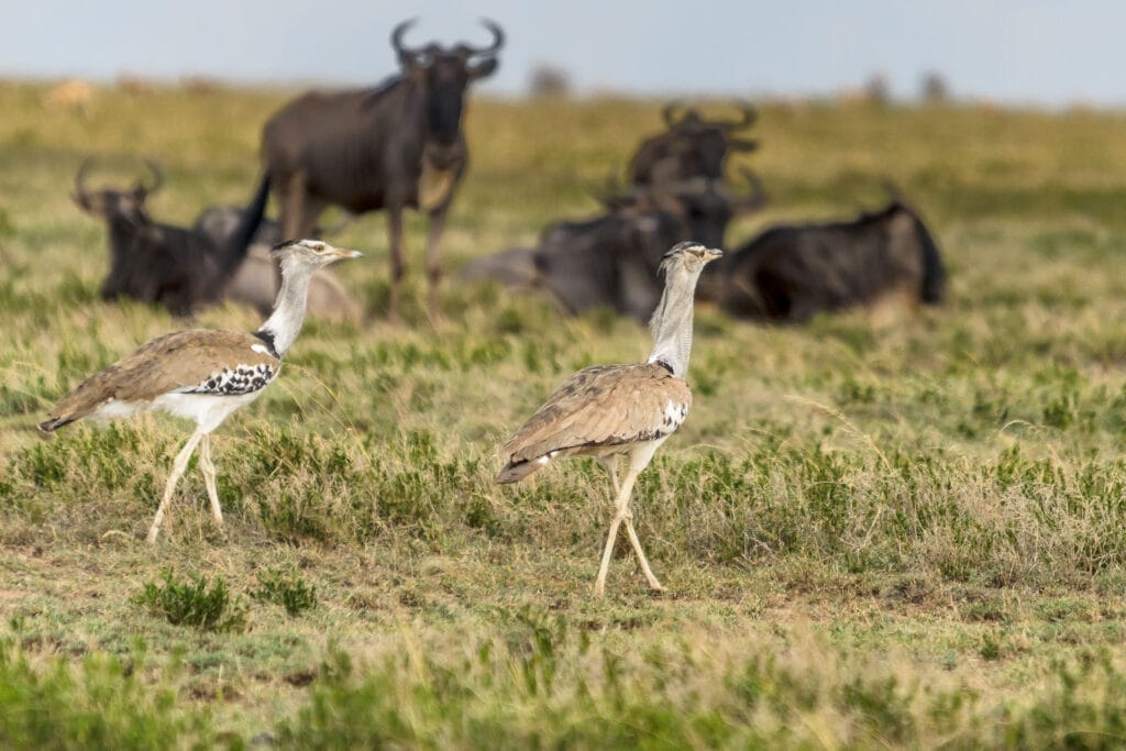 The Kori Bustard is the largest flying bird in Africa. However they do like to stroll as well and are often seen strutting around the savanna. I am not sure I managed to see one flying, never mind get a shot of them.