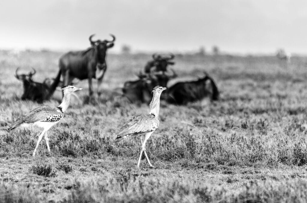 The Kori Bustard is the largest flying bird in Africa. However they do like to stroll as well and are often seen strutting around the savanna. I am not sure I managed to see one flying, never mind get a shot of them.