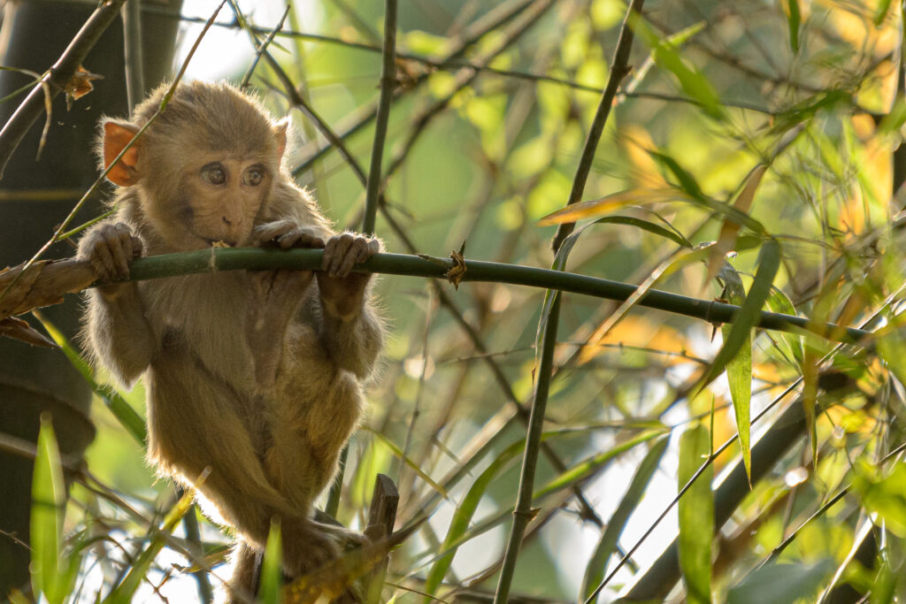 Younger monkeys aren't always sure about what is happening and just like humans look to their peers to find out what to do rather than looking straight at the strange person photographing them.