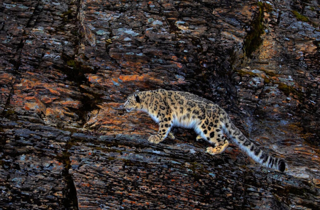 Snow leopard (Panthera uncia) walking across a rocky cliff.