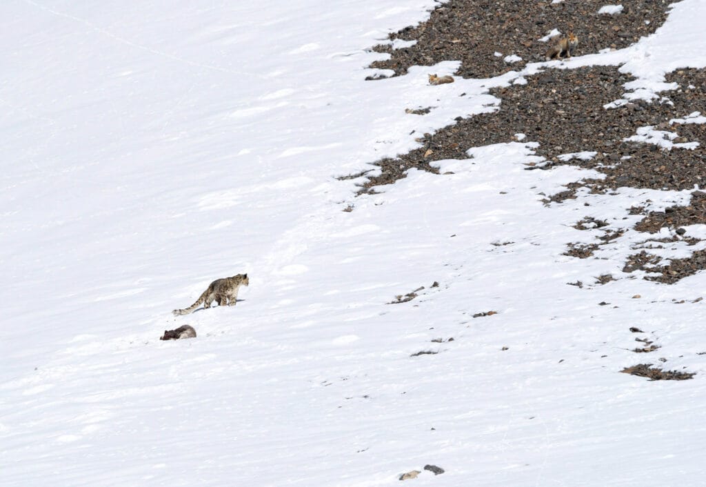 A male Snow Leopard (Panthera uncia) guards its kill from foxes in the stunning landscape of the Spiti Valley, Himachal Pradesh, India.