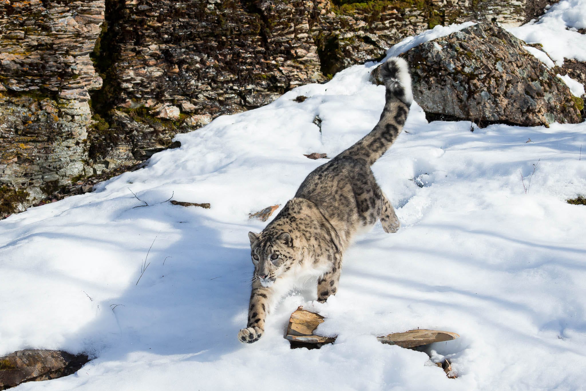 The Snow Leopard (Panthera uncia) may be more prevalent than previously assumed, primarily because it resides at altitudes that are inhospitable to humans. Its remarkable adaptation to the snow-clad mountainous terrain allows it to navigate and thrive in these rugged landscapes effortlessly, where human presence is minimal. This elusive nature contributes to its mystique and the misconception regarding its numbers.