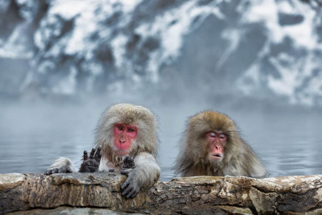 Jigokudani Snow Monkey park is the place to go if you want to see the Japanese Snow Monkeys. The macaques like to sit in the warm waters of the volcanic hot springs.