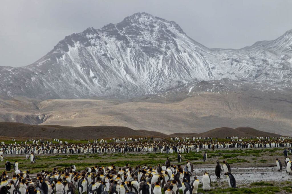 Wildlife lovers should include South Georgia on any cruise itinerary to Antarctica. The sheer numbers of penguins and seals will leave you in awe.