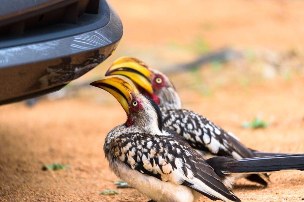 The grey African hornbill is often portrayed as a comical bird. I wouldn't have believed the stereotype was based on reality until I met these two who spent nearly half an hour looking at their reflections in the cars shiny plastic. They really are intelligent and curious birds.