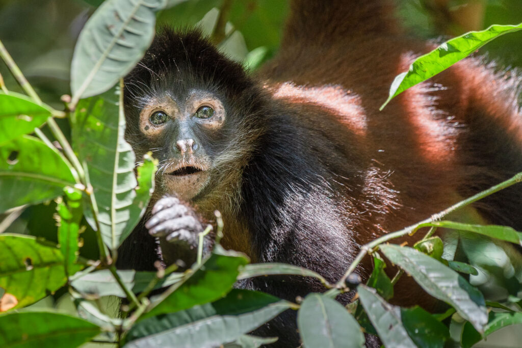 Spending time with spider monkeys in the jungle is a joy. They are just such curious creatures and if you aren't threatening will just watch you while you eat.