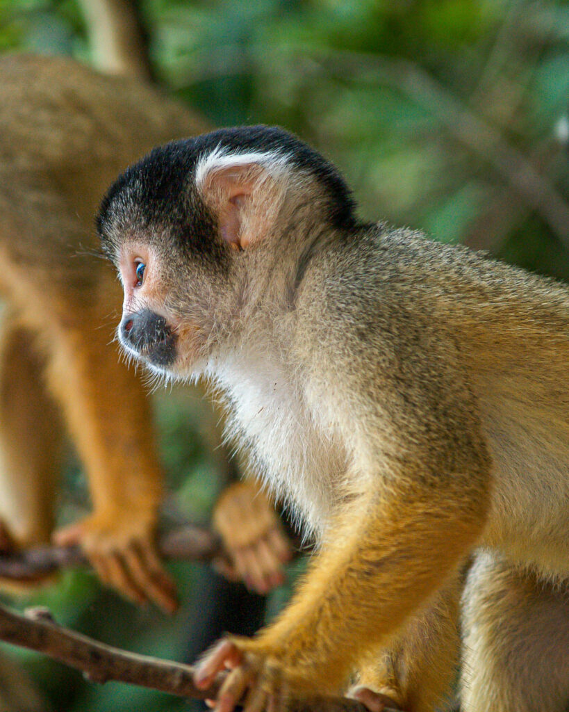 Squirrel Monkeys are common in the jungles and forests around the Amazon basin in the Bolivian Lowlands. However seeing them isn't so easy unless they come to the edges of the forest. This cute troop came to the waters edge while we were heading upstream in a motorised canoe.