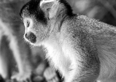 Primates